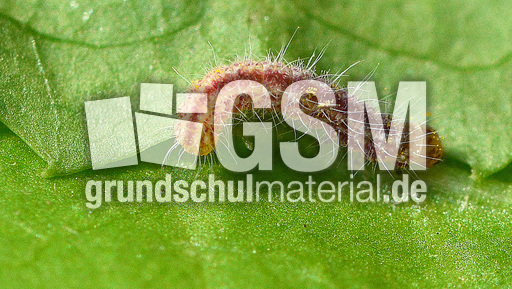 Schmetterlingsraupe (4).jpg